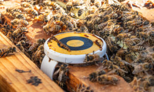 BeeHero